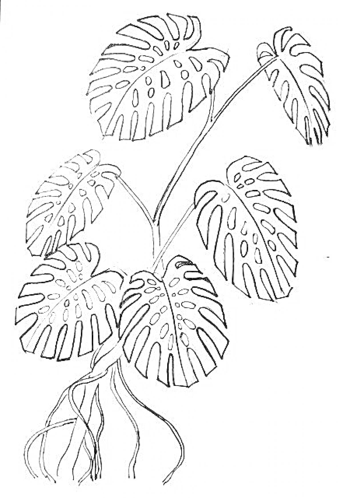 Раскраска Монстера с пятью листьями и воздушными корнями