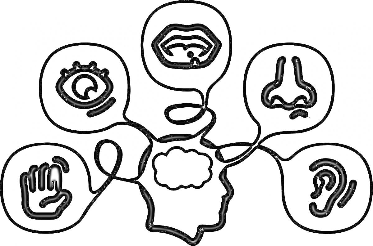 На раскраске изображено: Органы чувств, Мозг, Рот, Нос, Ухо, Рука, Осязание, Слух, Зрение, Вкус, Обоняние