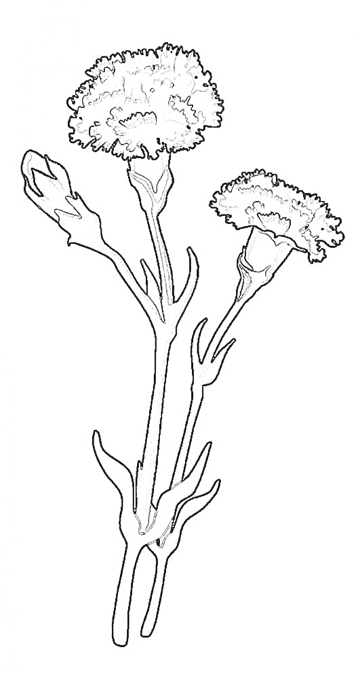 На раскраске изображено: Гвоздика, Листья, Стебель, Цветы, Растения, Бутон, Контурные рисунки