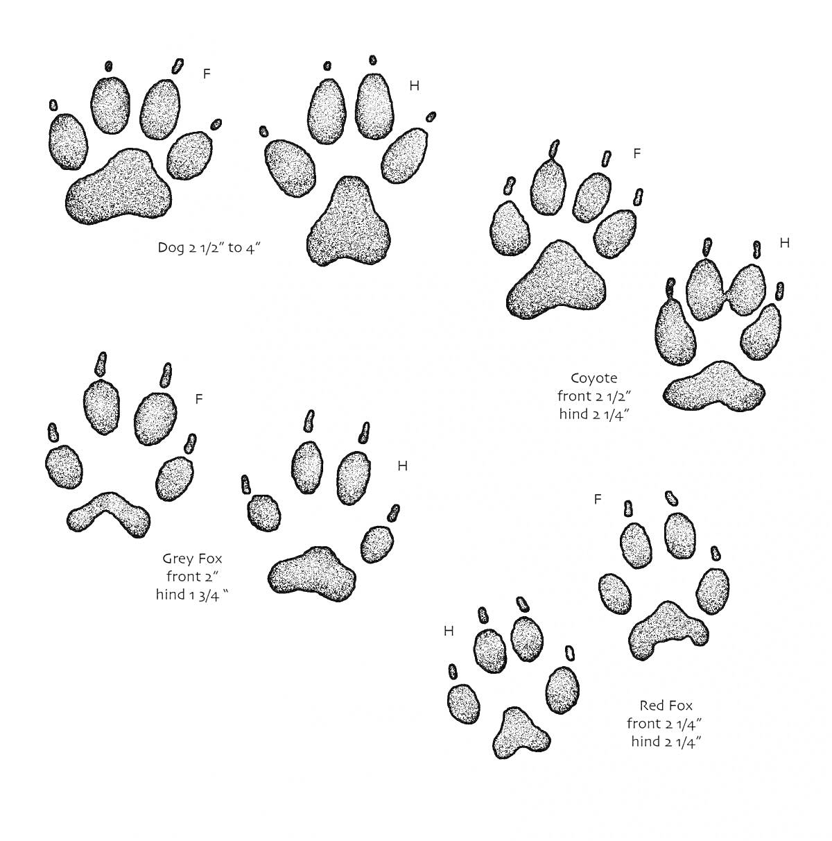 Отпечатки лап: собаки, койота, серой лисы и красной лисы