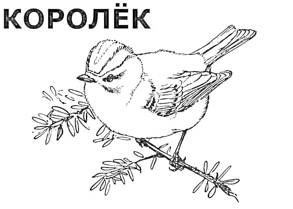 Раскраска Королёк на ветке