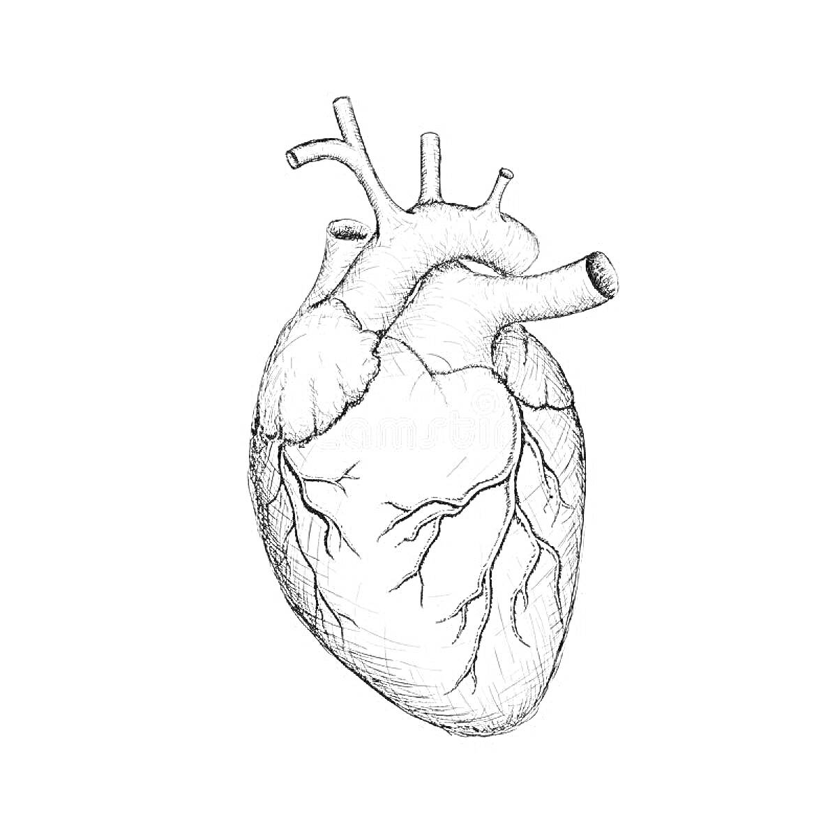 Раскраска Анатомическое сердце с артериями и венами