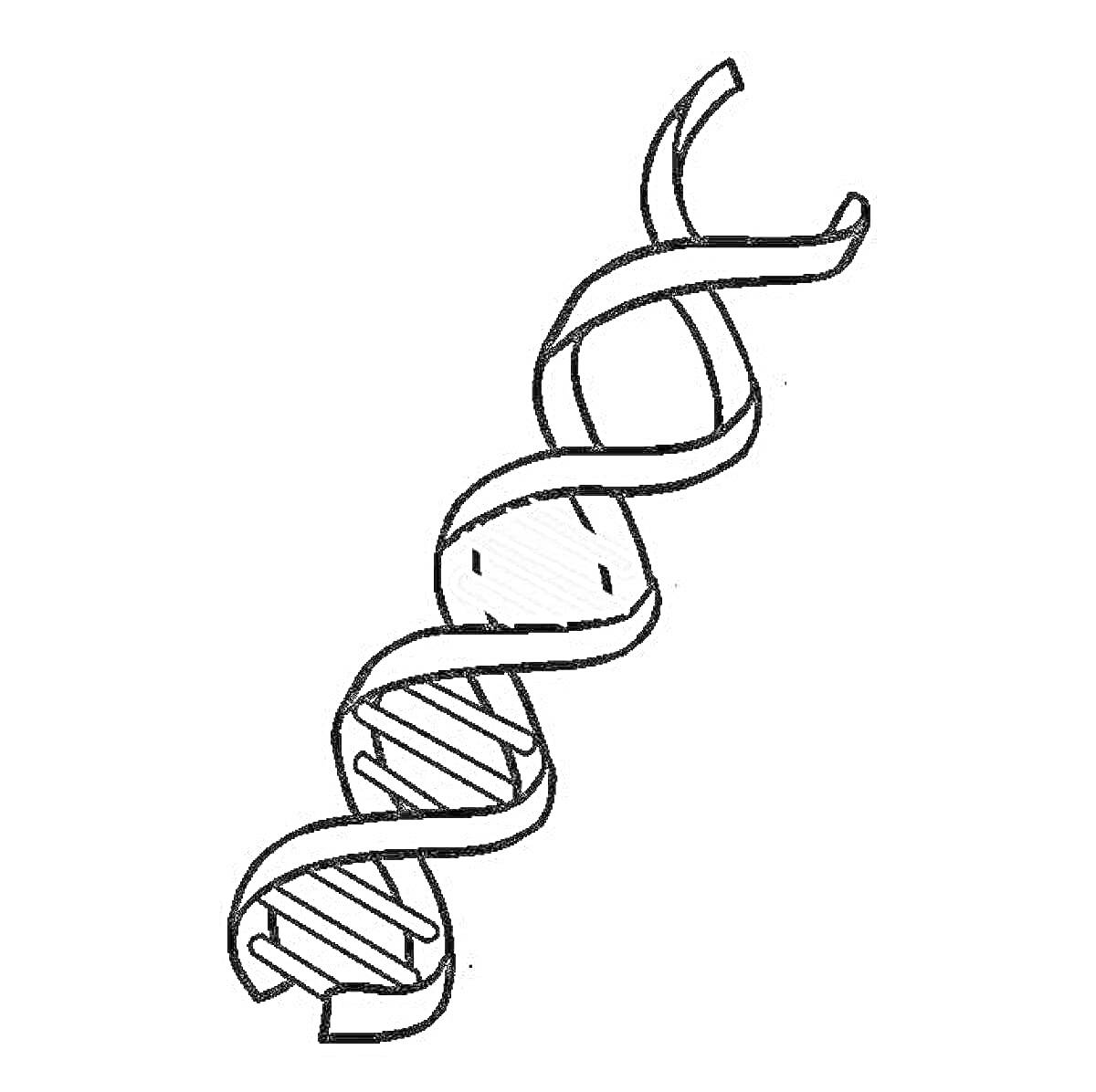 На раскраске изображено: ДНК, Двойная спираль, Генетика, Молекула, Биология, Наука