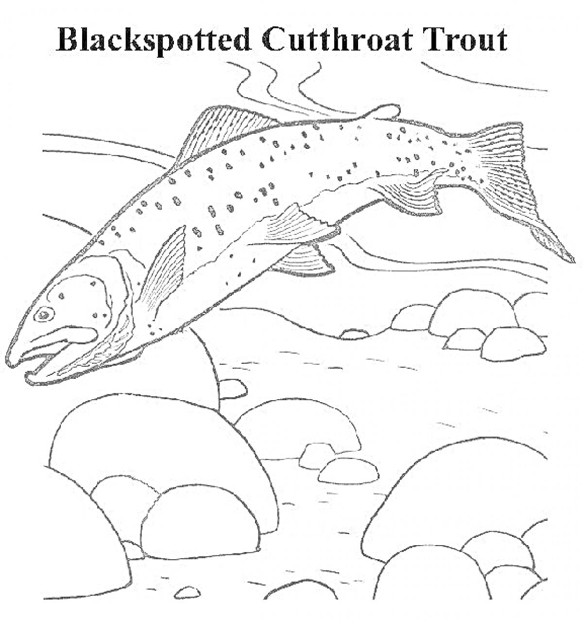 Раскраска Форель с черными пятнами, подводное окружение из камней