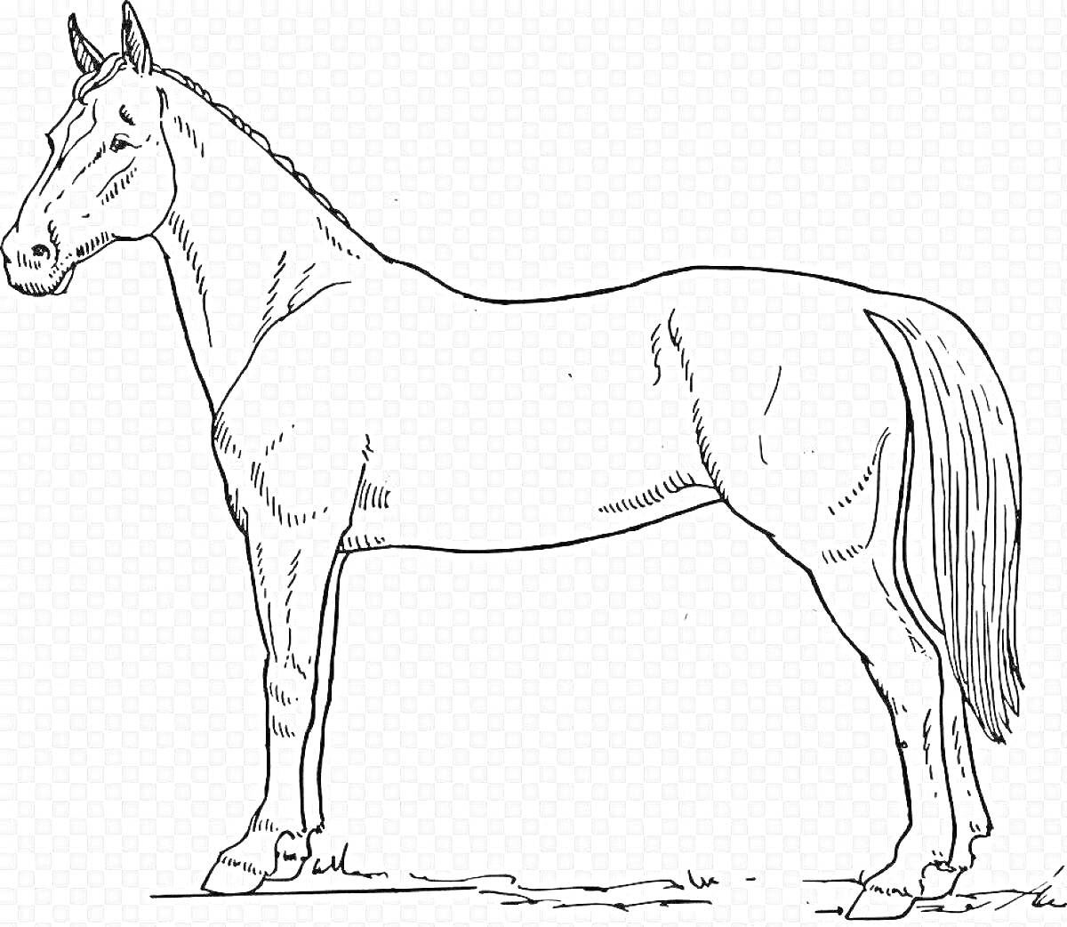 Раскраска Единичный профиль лошади