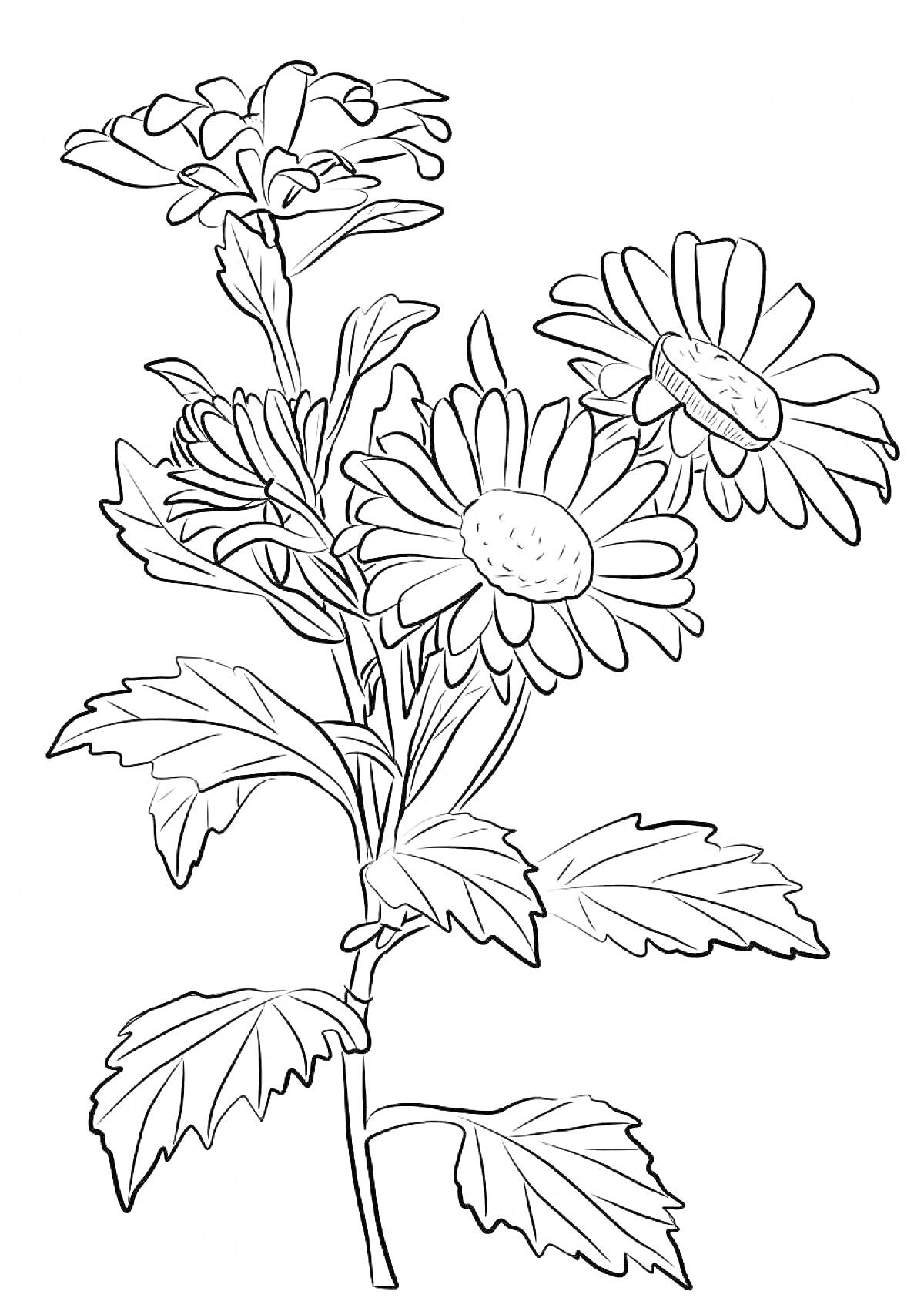 На раскраске изображено: Хризантема, Цветы, Листья, Стебель, Природа, Растения