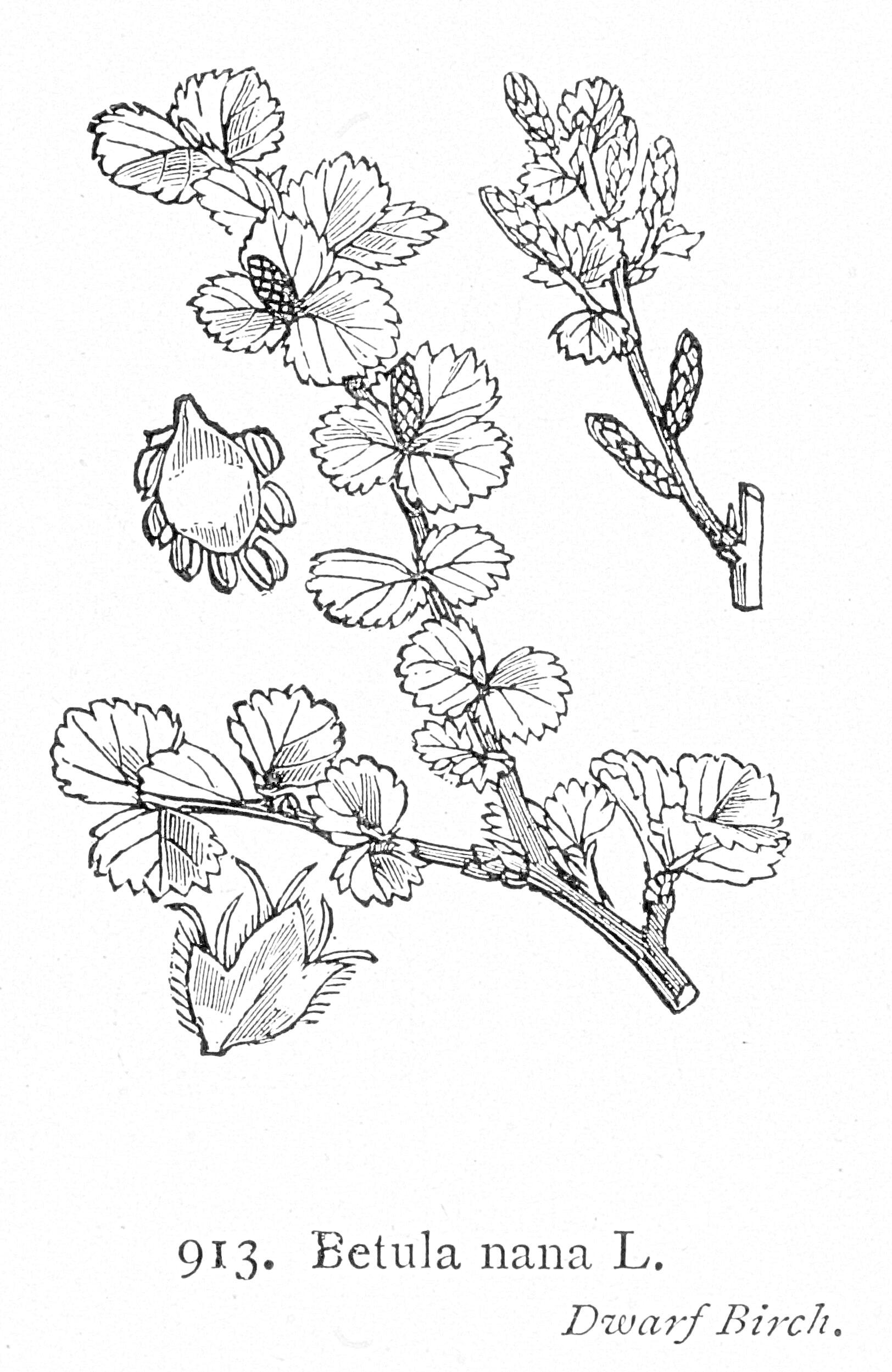 Раскраска Ветви карликовой берёзы с листьями и серёжками