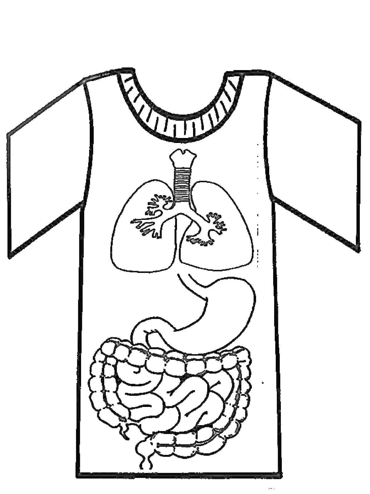Раскраска внутренние органы на футболке, легкие, трахея, желудок, кишечник