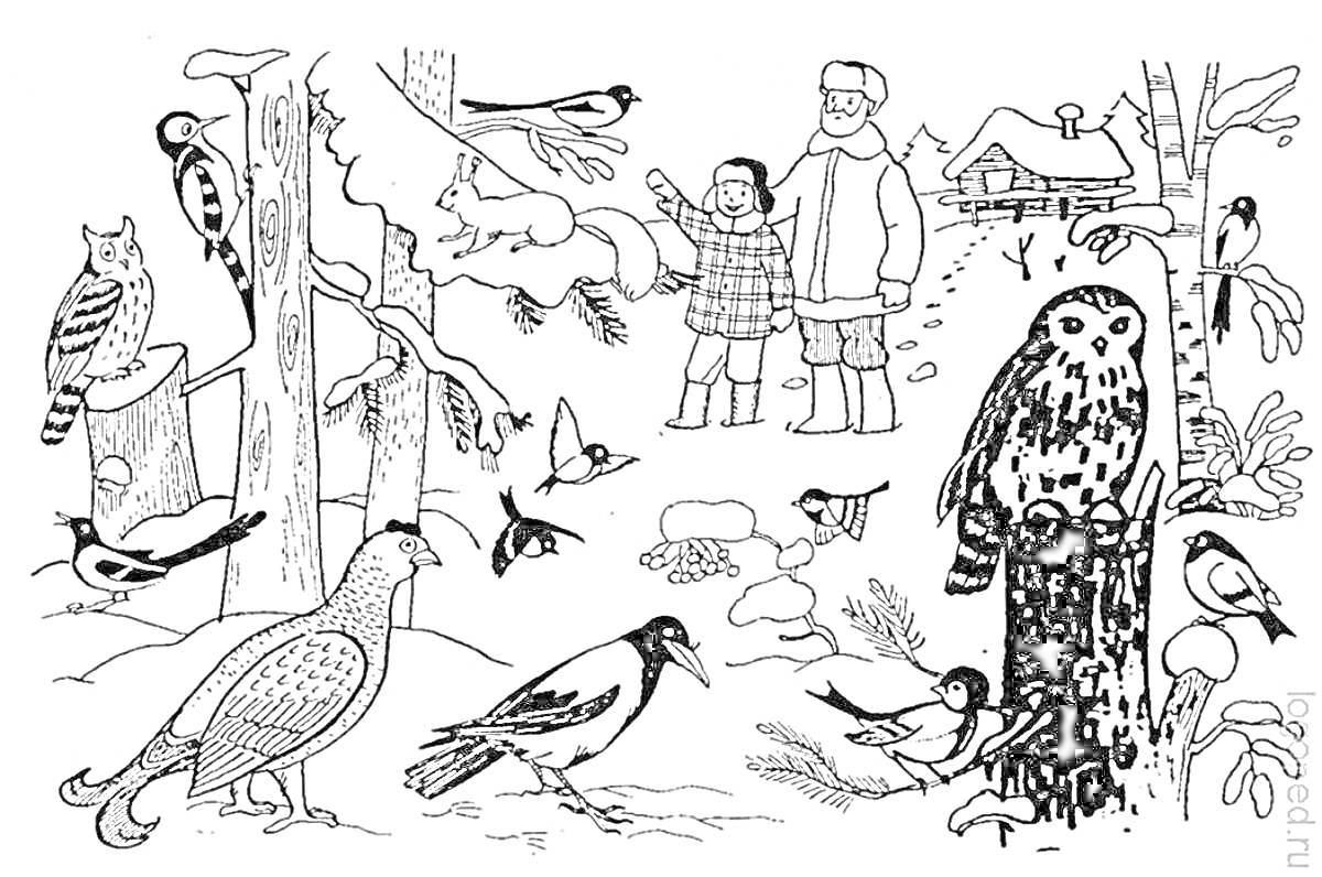 На раскраске изображено: Зимующие птицы, Зима, Снег, Домик, Сова, Дятел, Воробей, Куропатка, Сорока