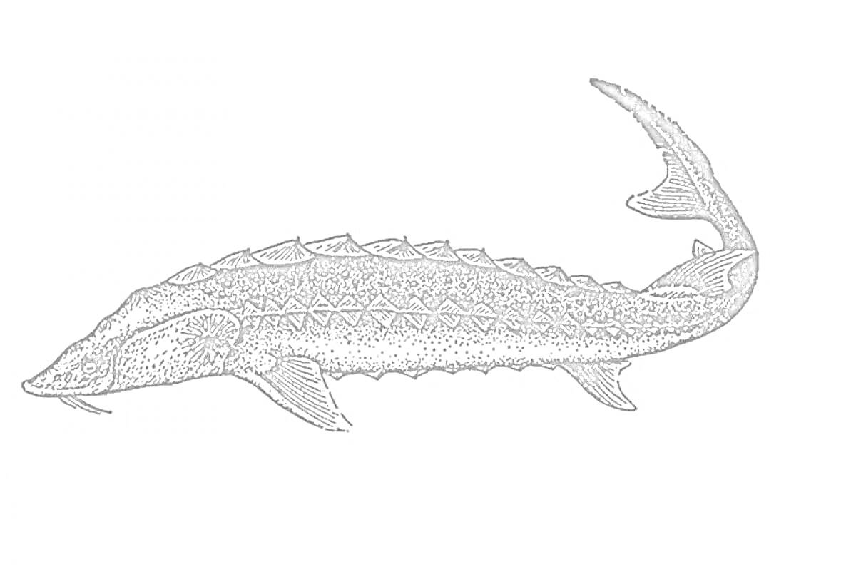 На раскраске изображено: Осетр, Рыба, Подводный мир, Природа, Животные, Вода