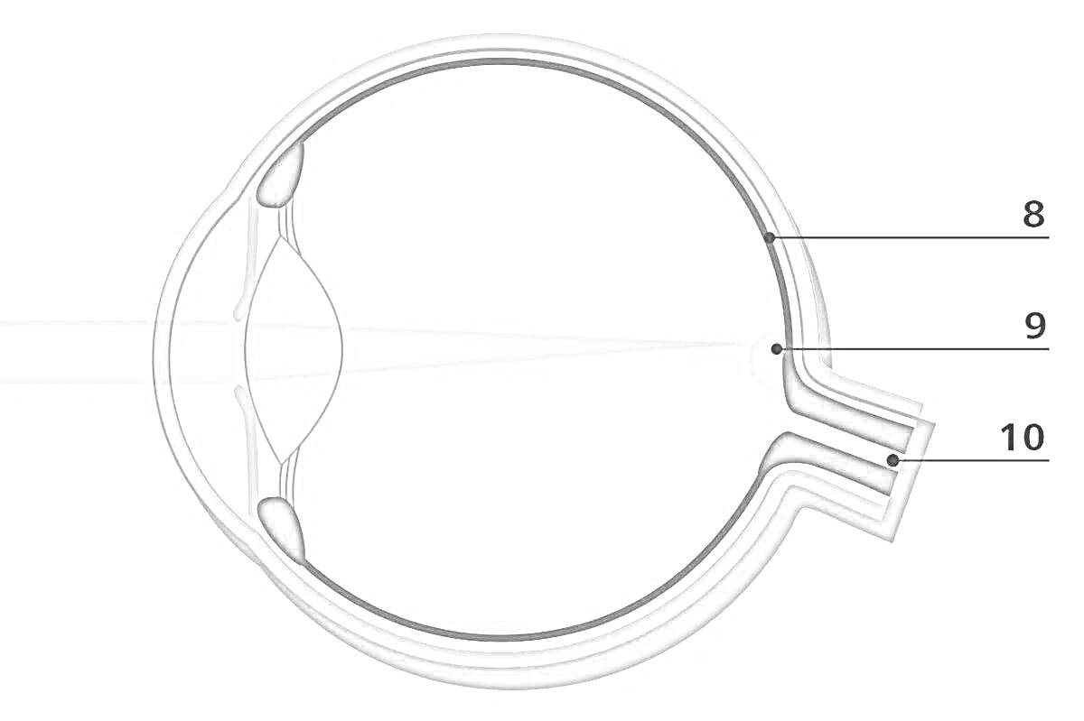 Раскраска Схема строения глаза с элементами: роговица, хрусталик, зрительный нерв