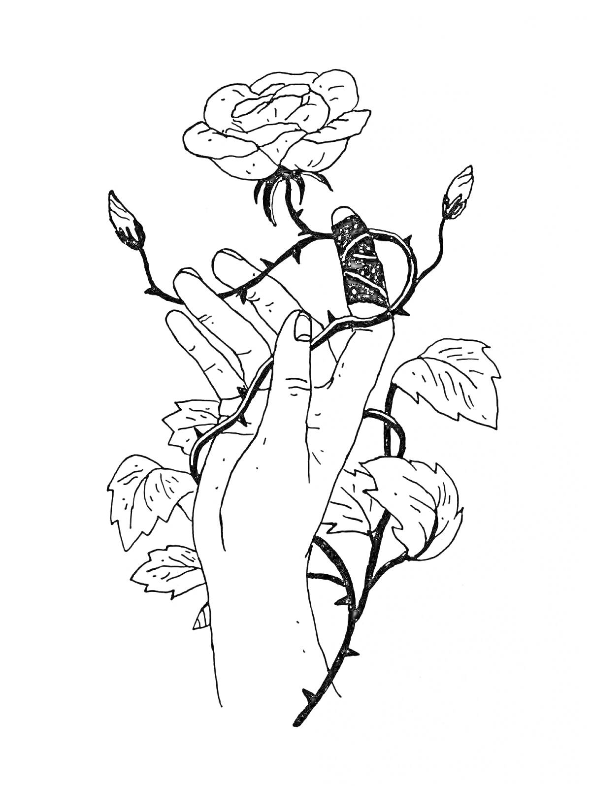 Раскраска Рука, обвивающая розу с бутонами и листьями
