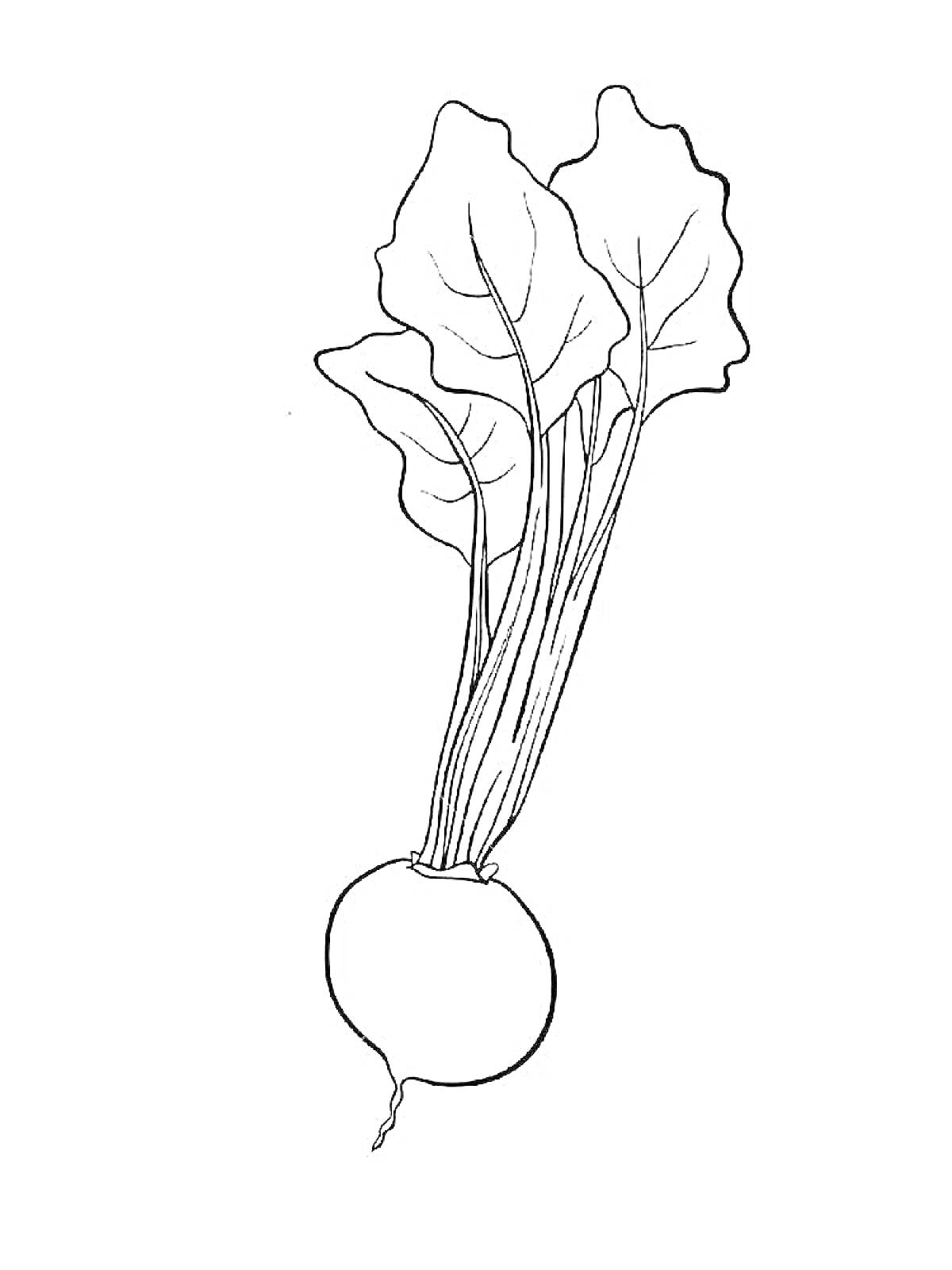 Раскраска Редиска с листьями