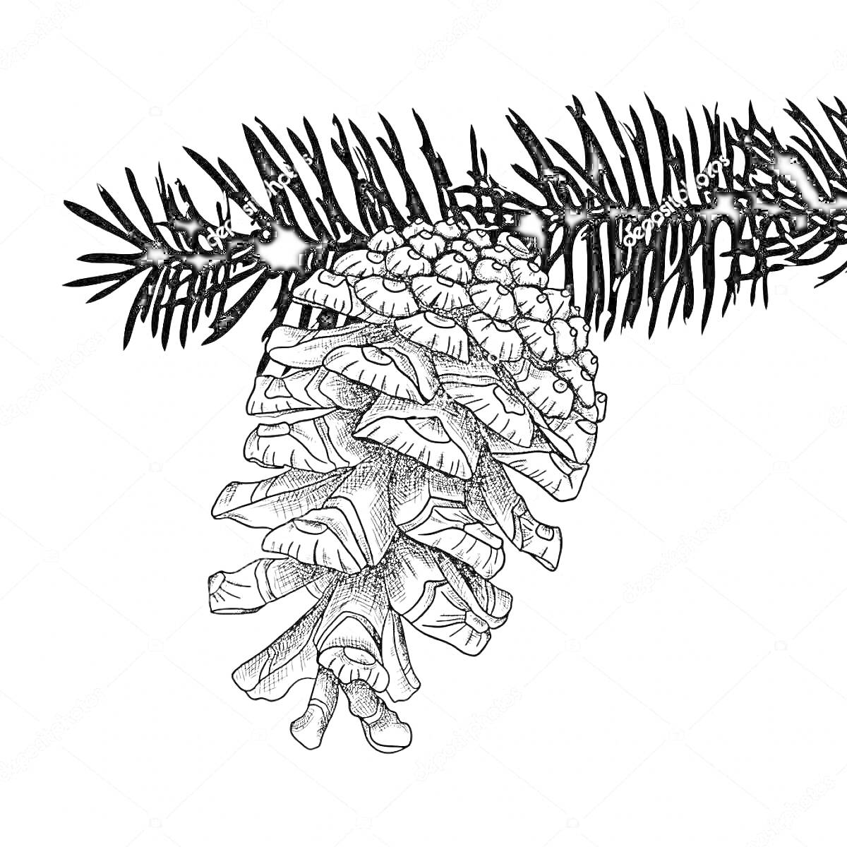 На раскраске изображено: Еловая шишка, Ветка ели, Природа, Хвоя, Растительность, Ботаника