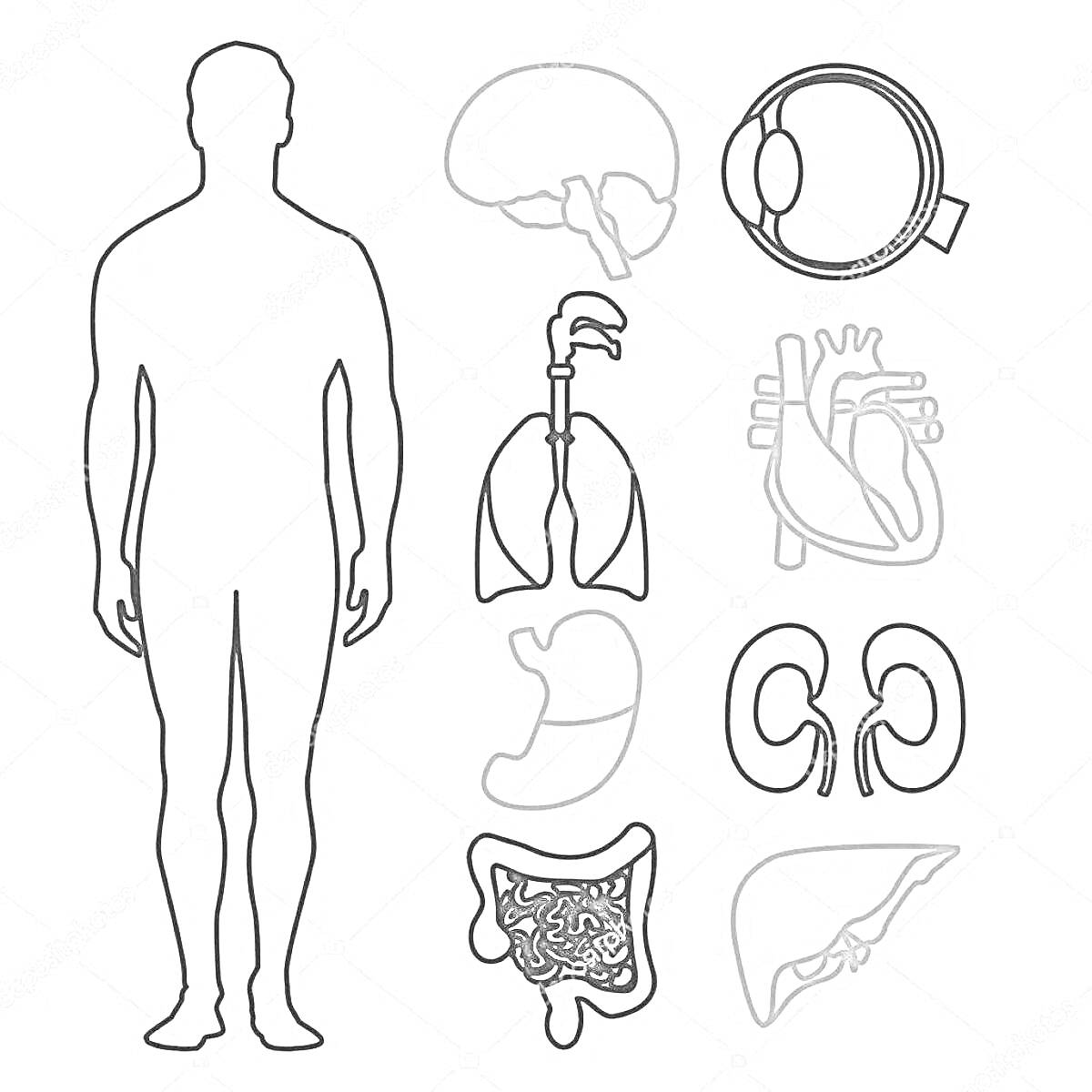 Раскраска Строение человека - внутренние органы