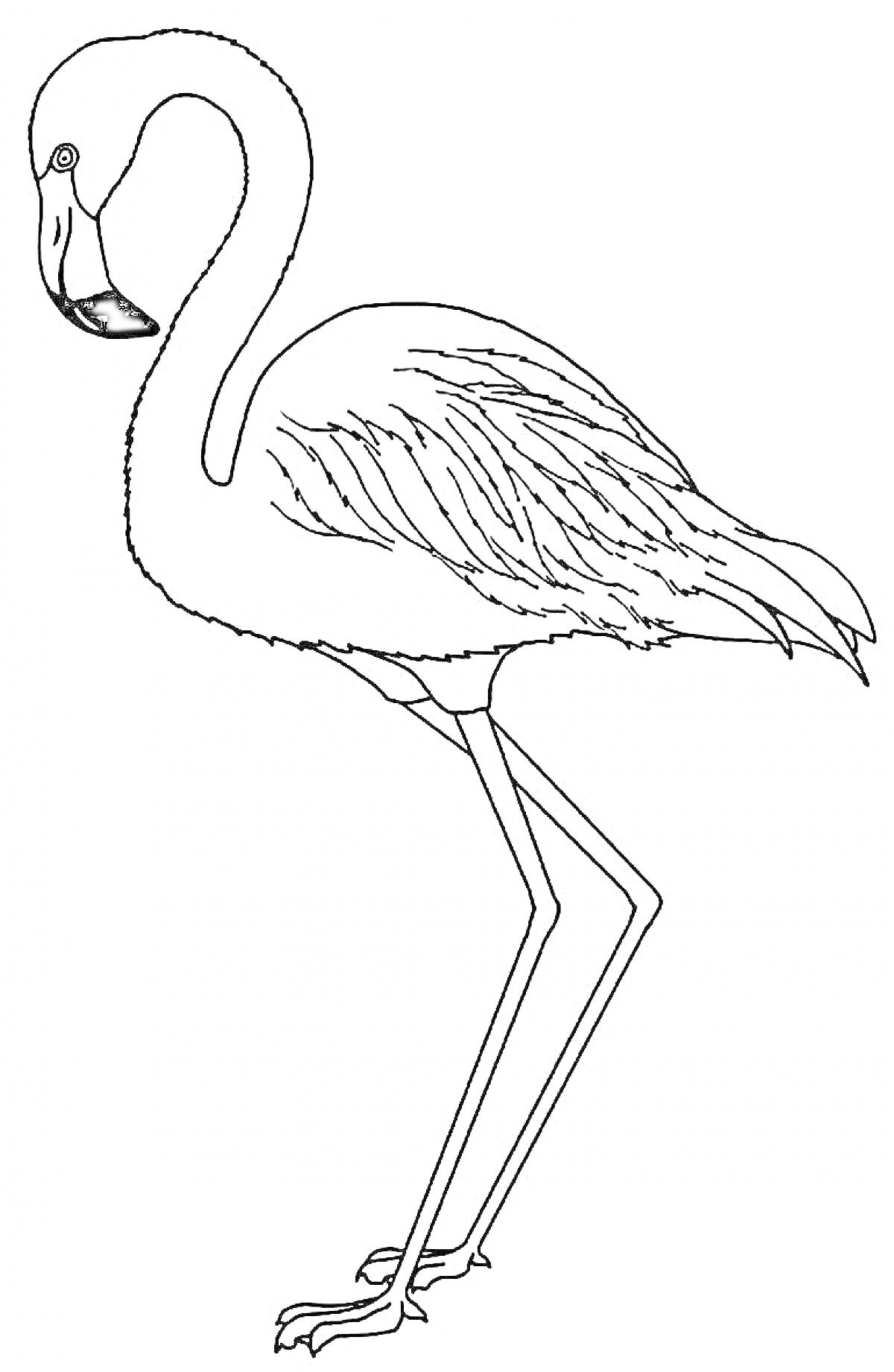 На раскраске изображено: Фламинго, Птица, Длинные ноги, Перья