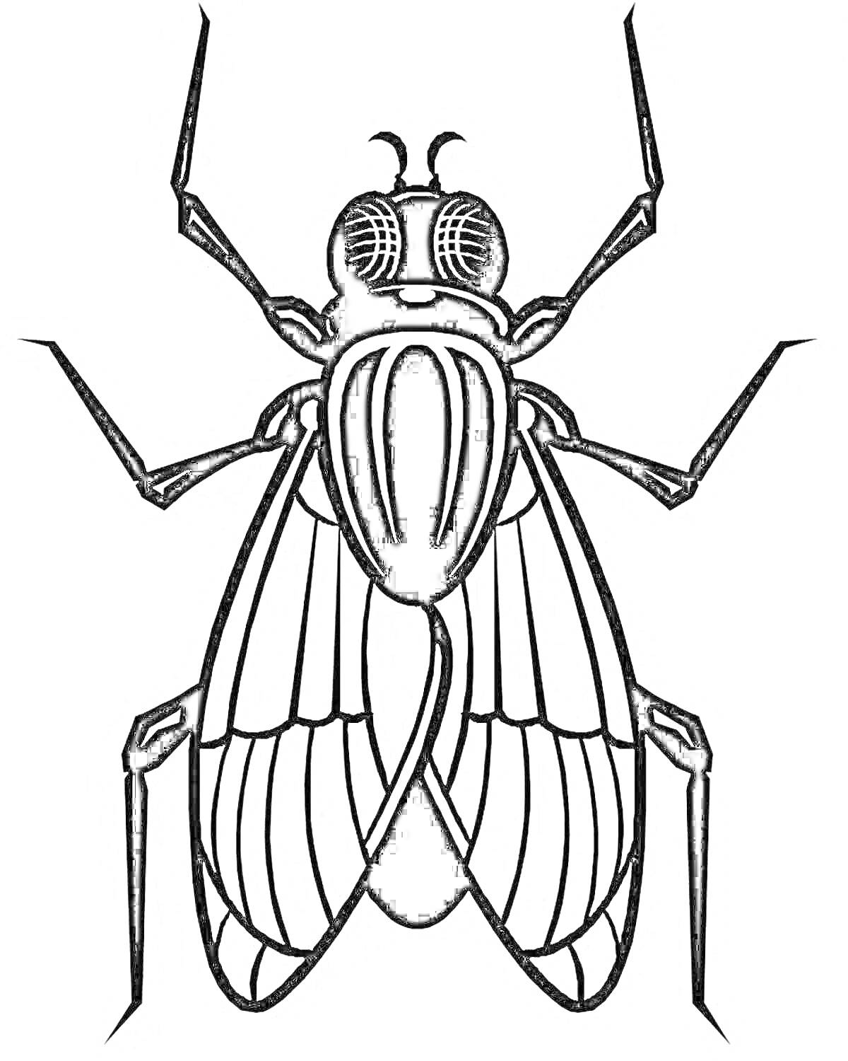 Раскраска Муха с антеннами, 6 лапками и детализацией крыльев