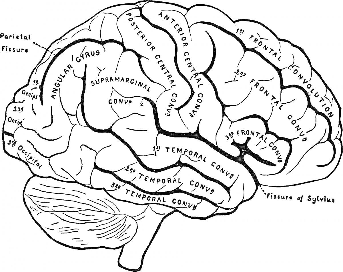 головной мозг с парциальной бороздой, передними и задними центральными извилинами, верхней височной извилиной, угловой извилиной, супрамаргинальной извилиной, затылочной долей, и бороздой Сильвия