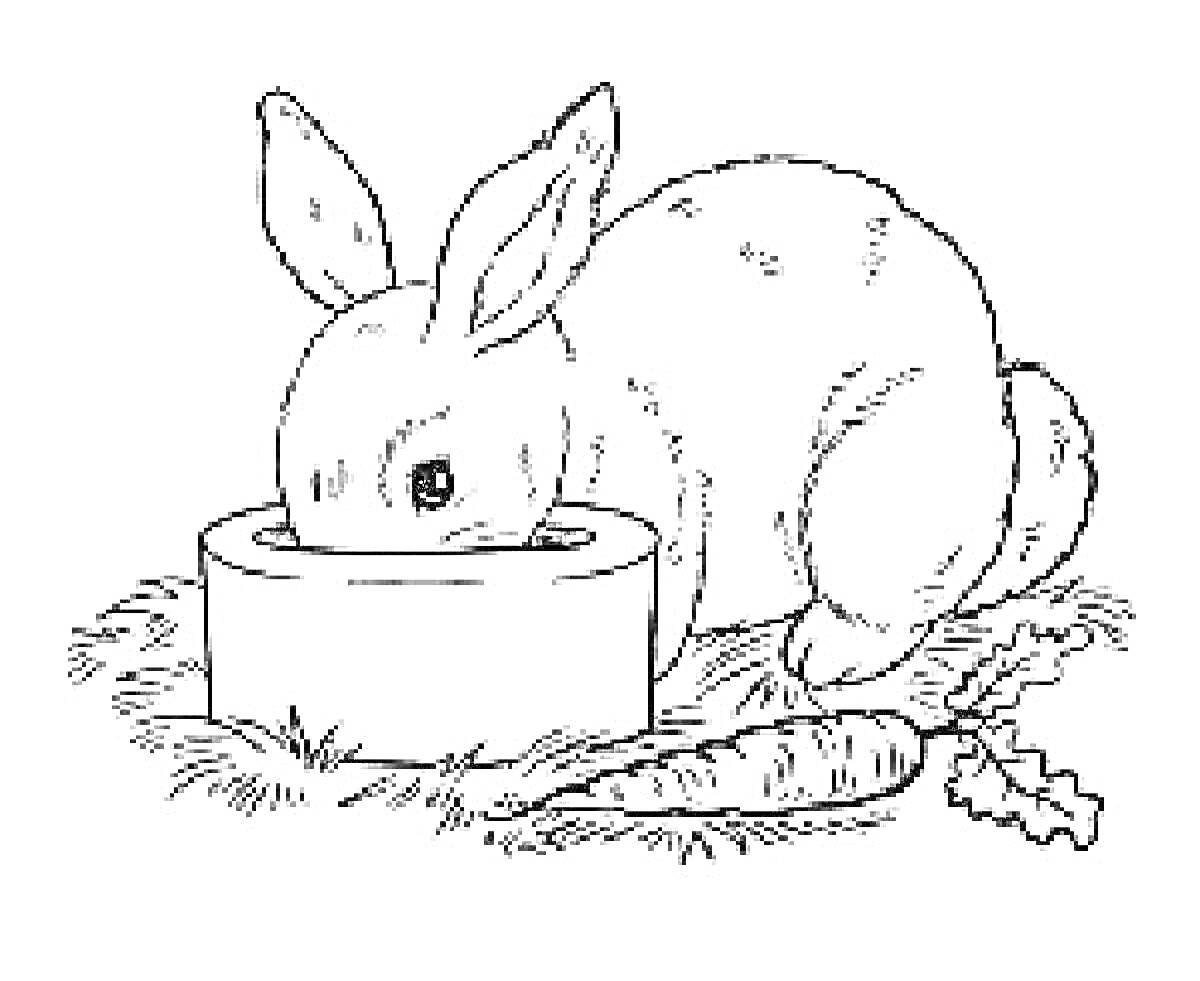 Раскраска Кролик, кормушка, морковь, лист