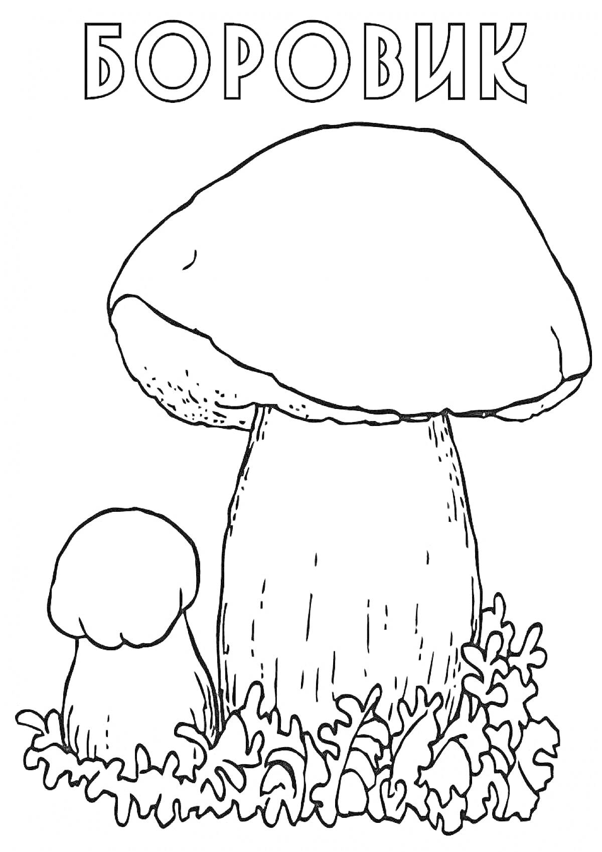 Раскраска Боровик (два гриба и трава)