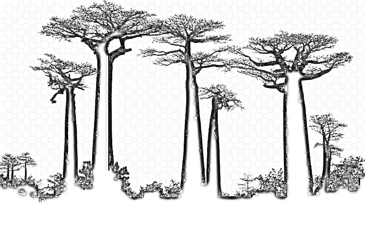 На раскраске изображено: Баобаб, Деревья, Саванна, Природа