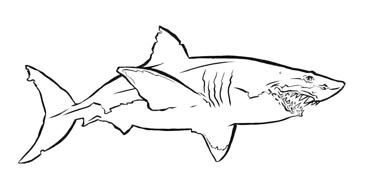 На раскраске изображено: Мегалодон, Морская жизнь, Акулы, Контурные рисунки, Морские животные