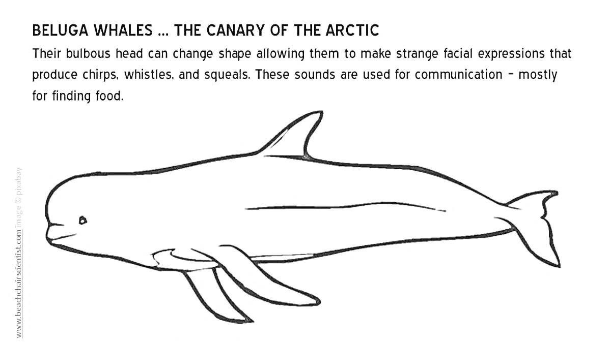 На раскраске изображено: Белуга, Арктика, Коммуникация, Пища