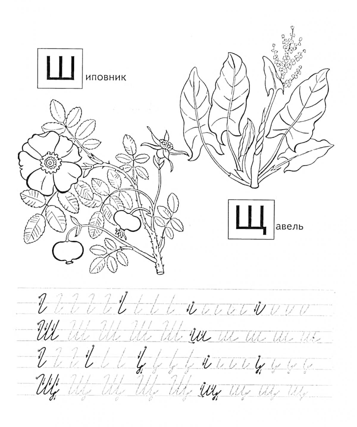 Раскраска Шиповник и Щавель, прописные и строчные буквы Ш и Щ, элементы растения