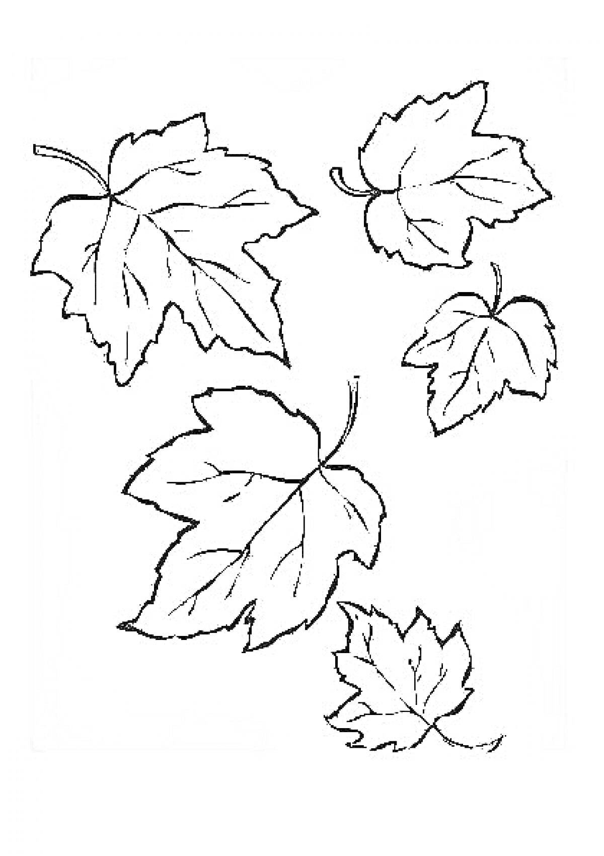 Раскраска Раскраска с пятью кленовыми листьями