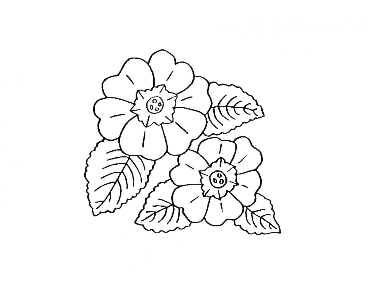 Раскраска Два цветка с пятью лепестками и тремя листьями