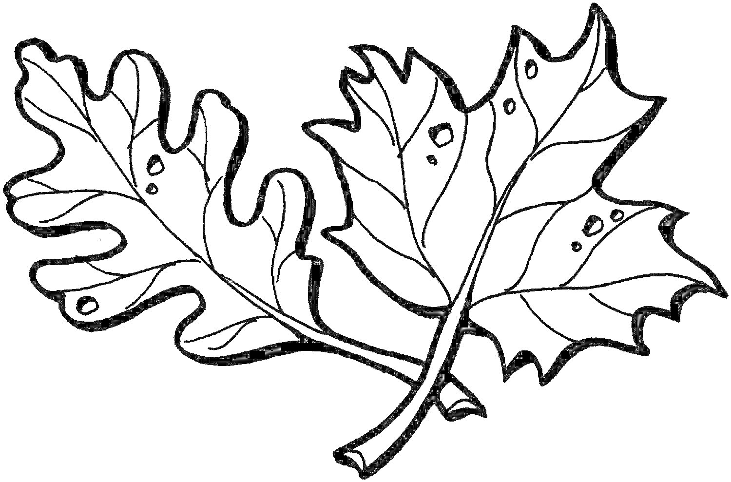 На раскраске изображено: Листья, Природа, Осень, Ветка, Контурные рисунки