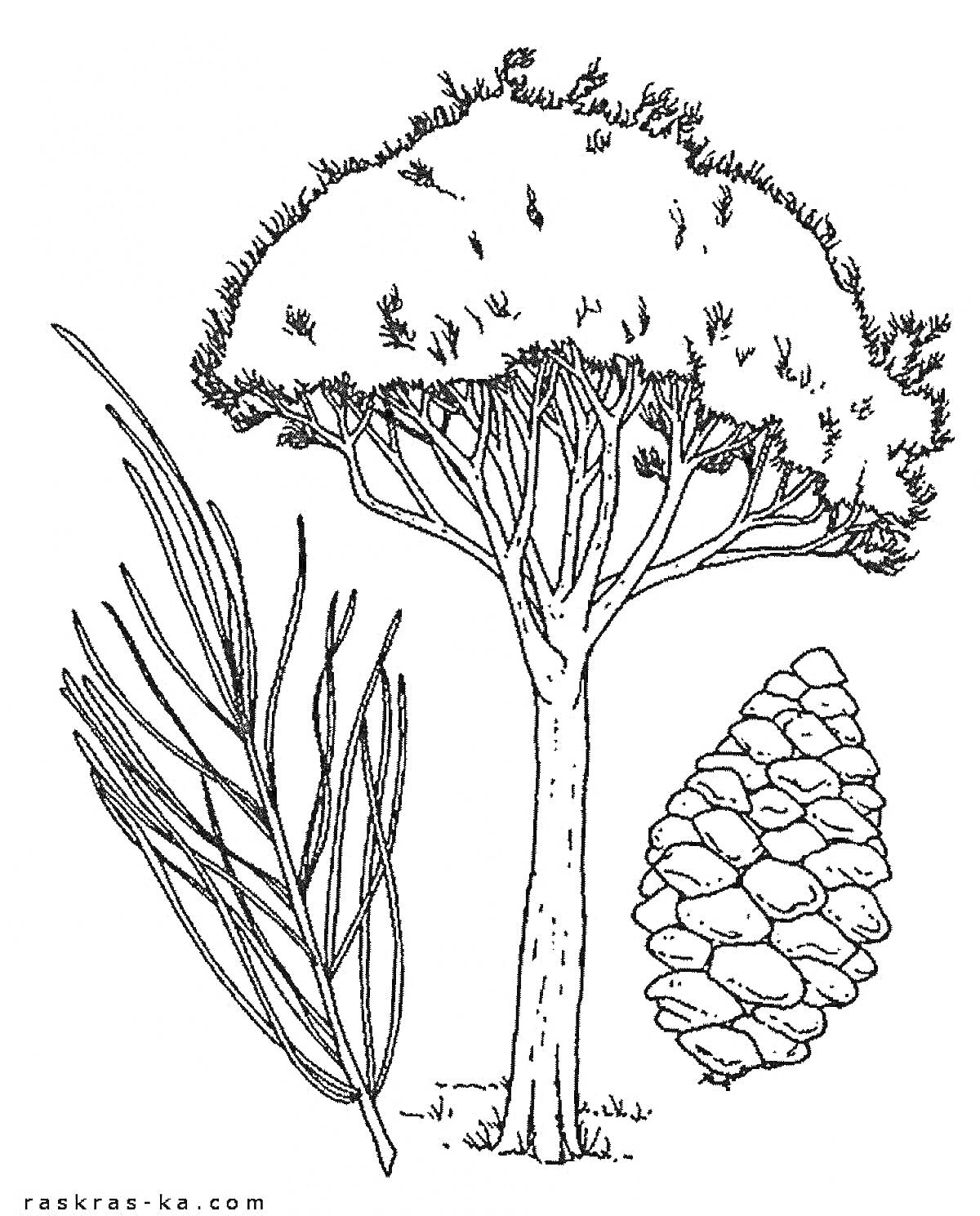 На раскраске изображено: Ветка, Иголки, Природа, Лес