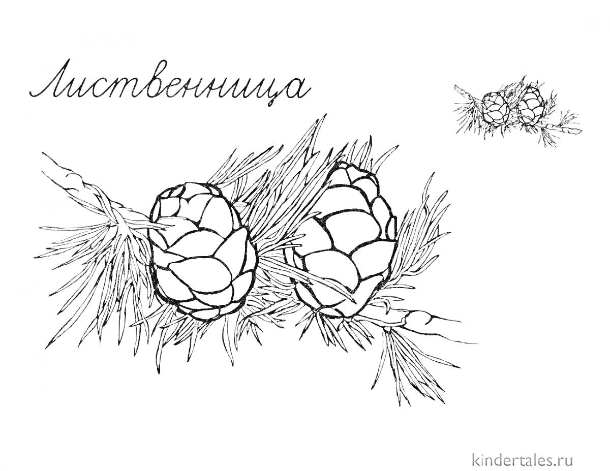 На раскраске изображено: Лиственница, Шишки, Хвоя, Природа, Растения, Ботаника