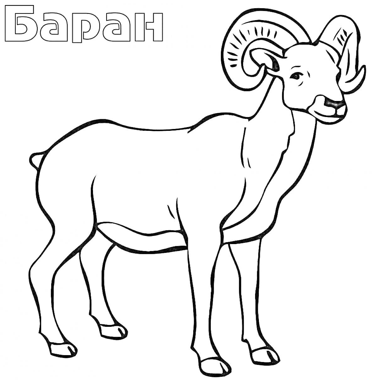 Раскраска Баран с рогами