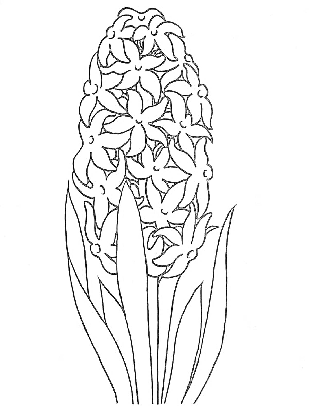 Раскраска Гиацинт с цветами и листьями