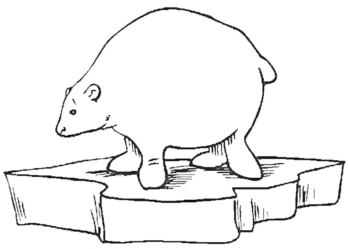 На раскраске изображено: Полярный медведь, Лед, Льдина, Животные, Арктика, Для детей