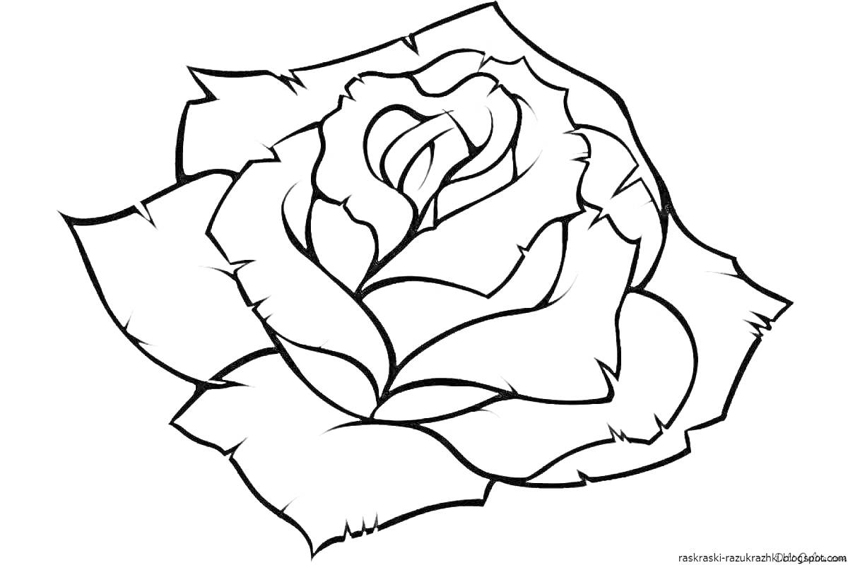 Раскраска Роза с лепестками без фона для раскрашивания