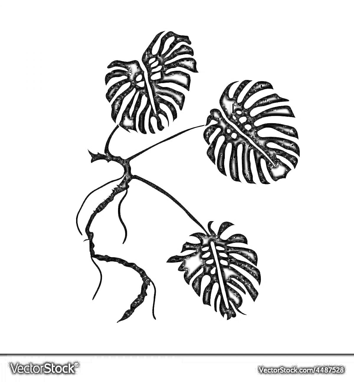 Раскраска Монстера с тремя листьями и корнями