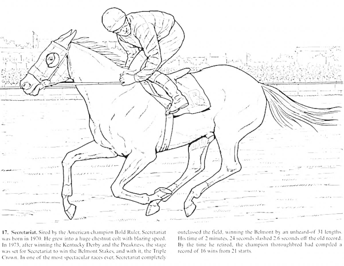 На раскраске изображено: Лошадь, Спорт, Скачки, Соревнования, Всадник, Наездник, Конный спорт, Беговая дорожка