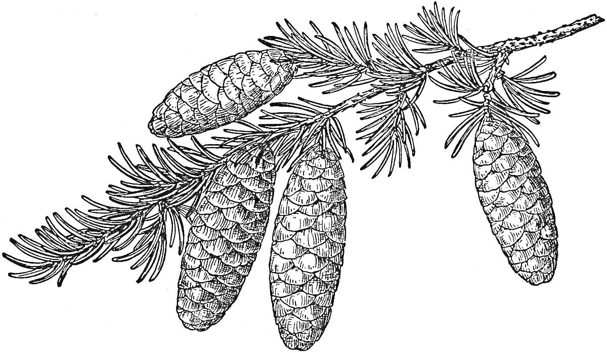 На раскраске изображено: Еловая ветка, Шишки, Хвоя, Природа, Лес