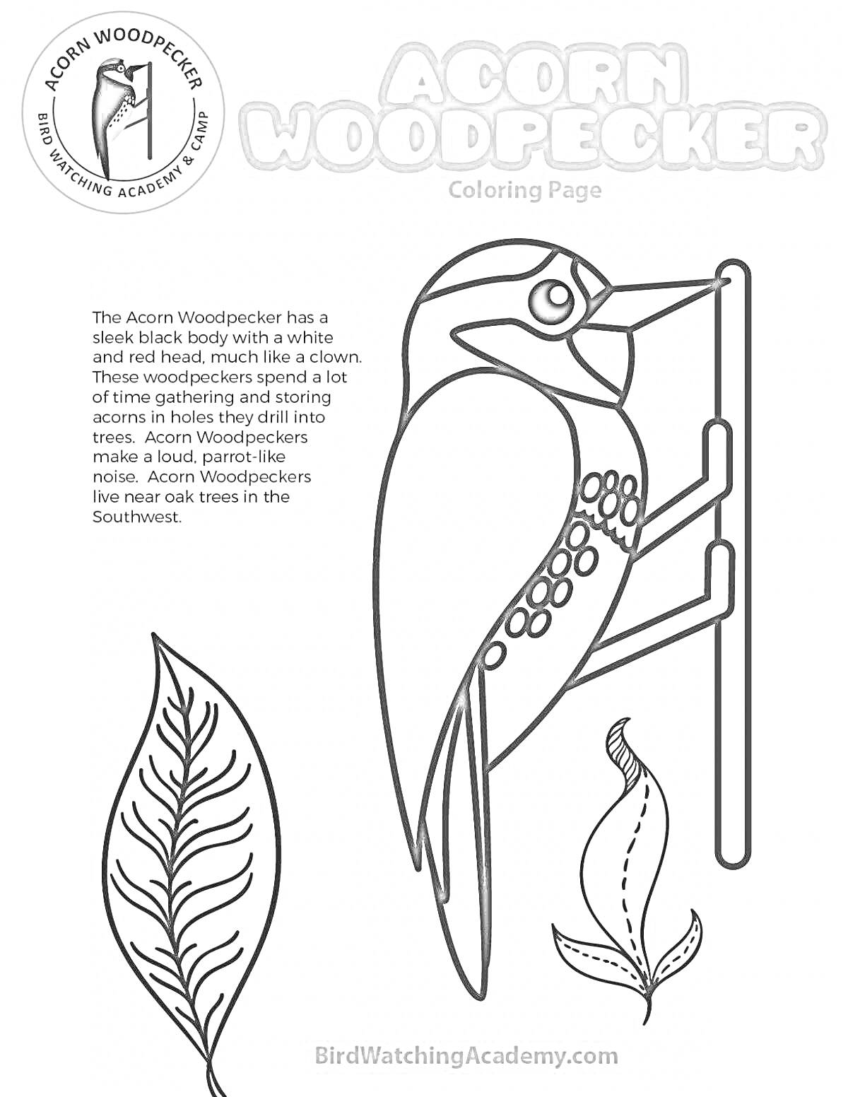 На раскраске изображено: Дятел, Листья, Природа, Птица, Дуб