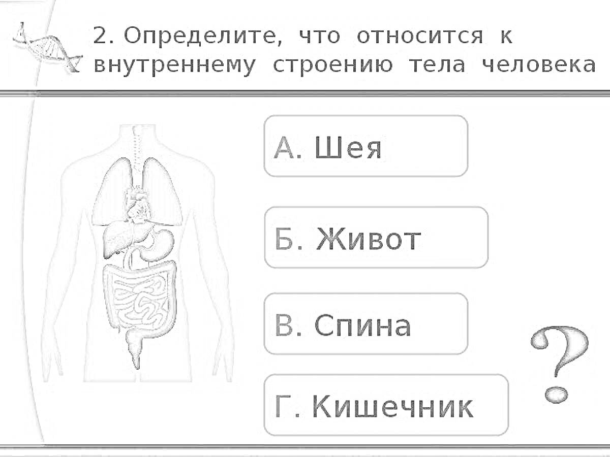 Раскраска Внутреннее строение тела человека - определите внутренние органы