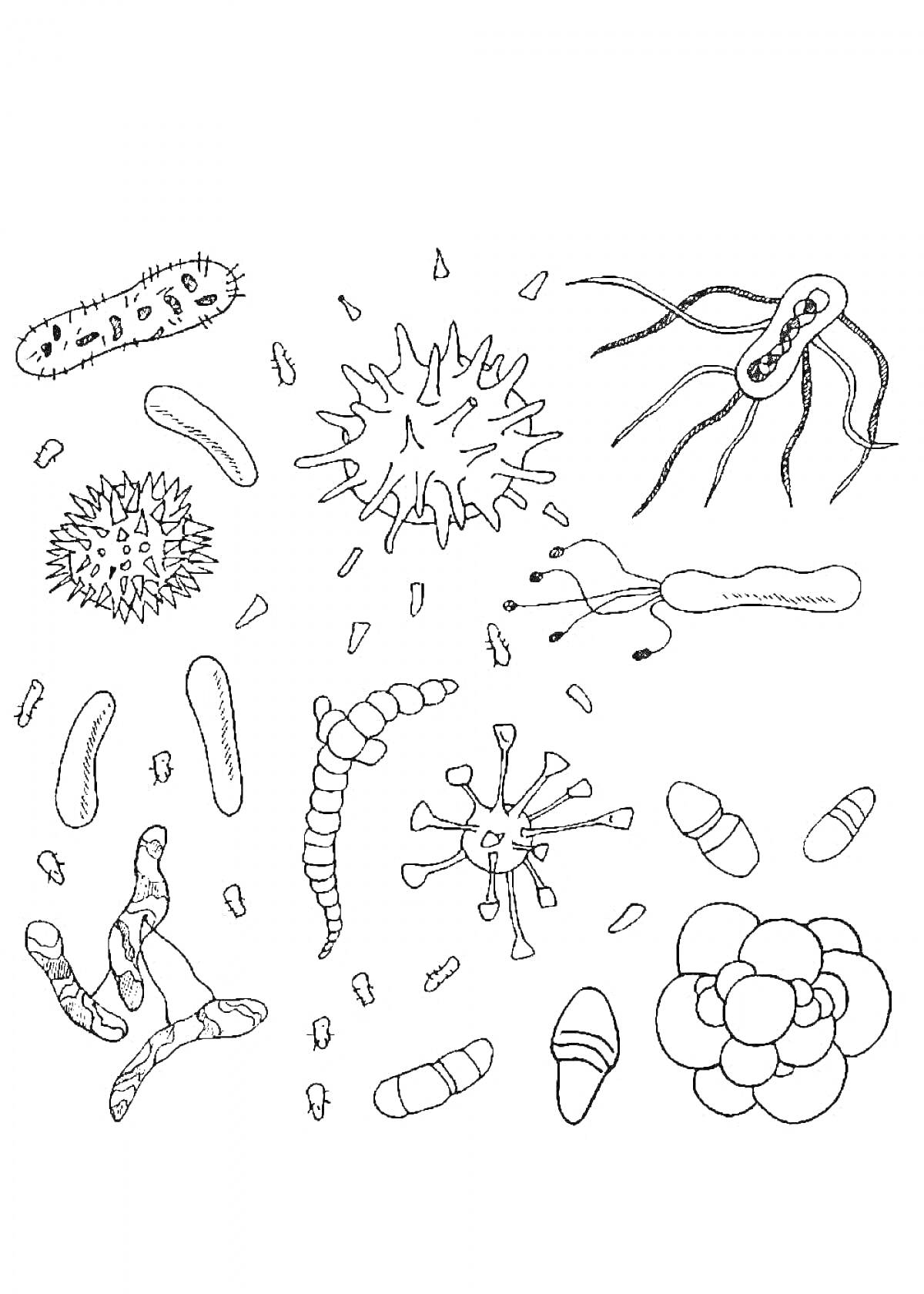 Раскраска Микробы и бактерии - различные формы и виды, в том числе палочковидные, вирусы, спиральные и кластерные клетки