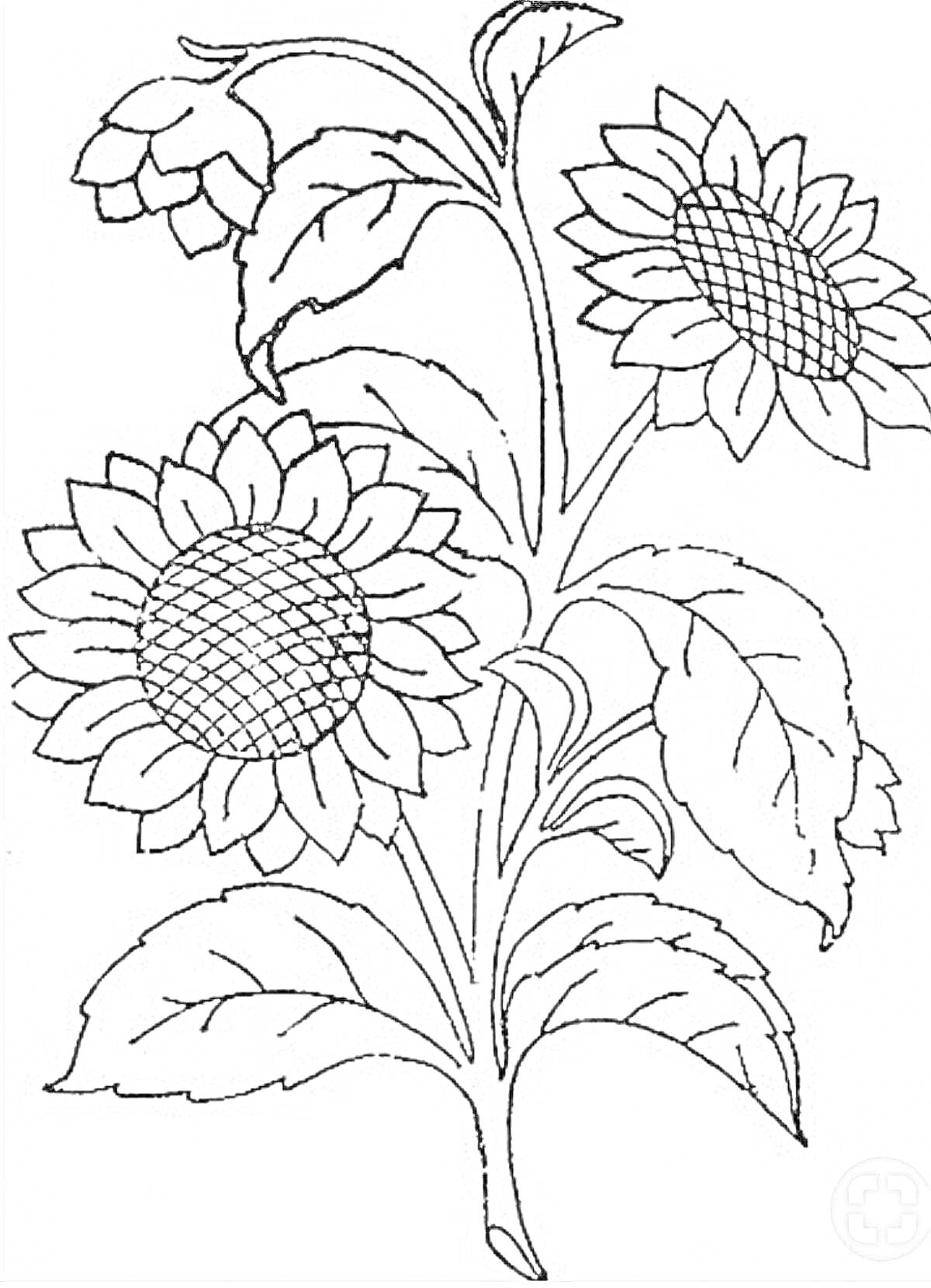 Раскраска Растение с двумя подсолнечниками и листьями