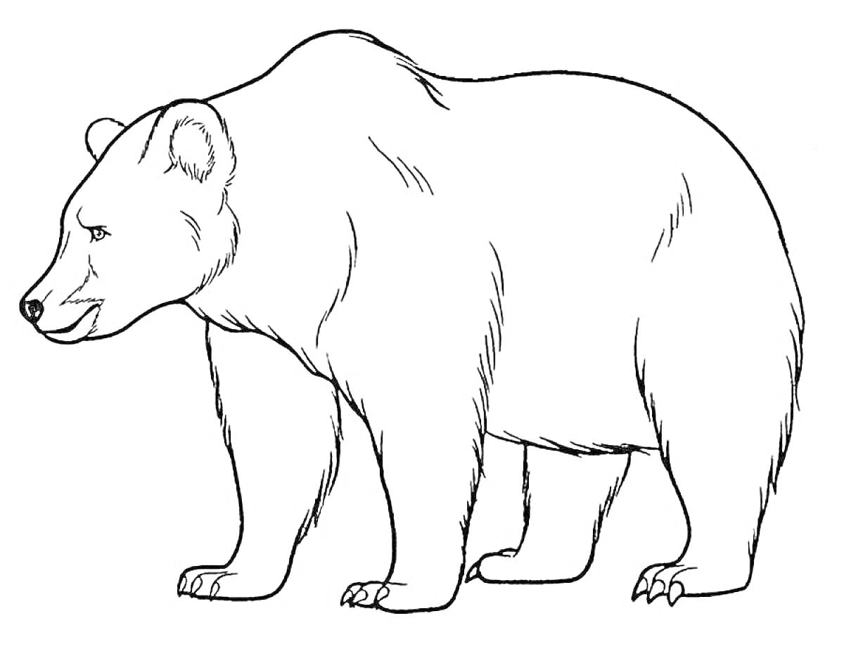 Раскраска Медведь стоит на четырех лапах в профиль