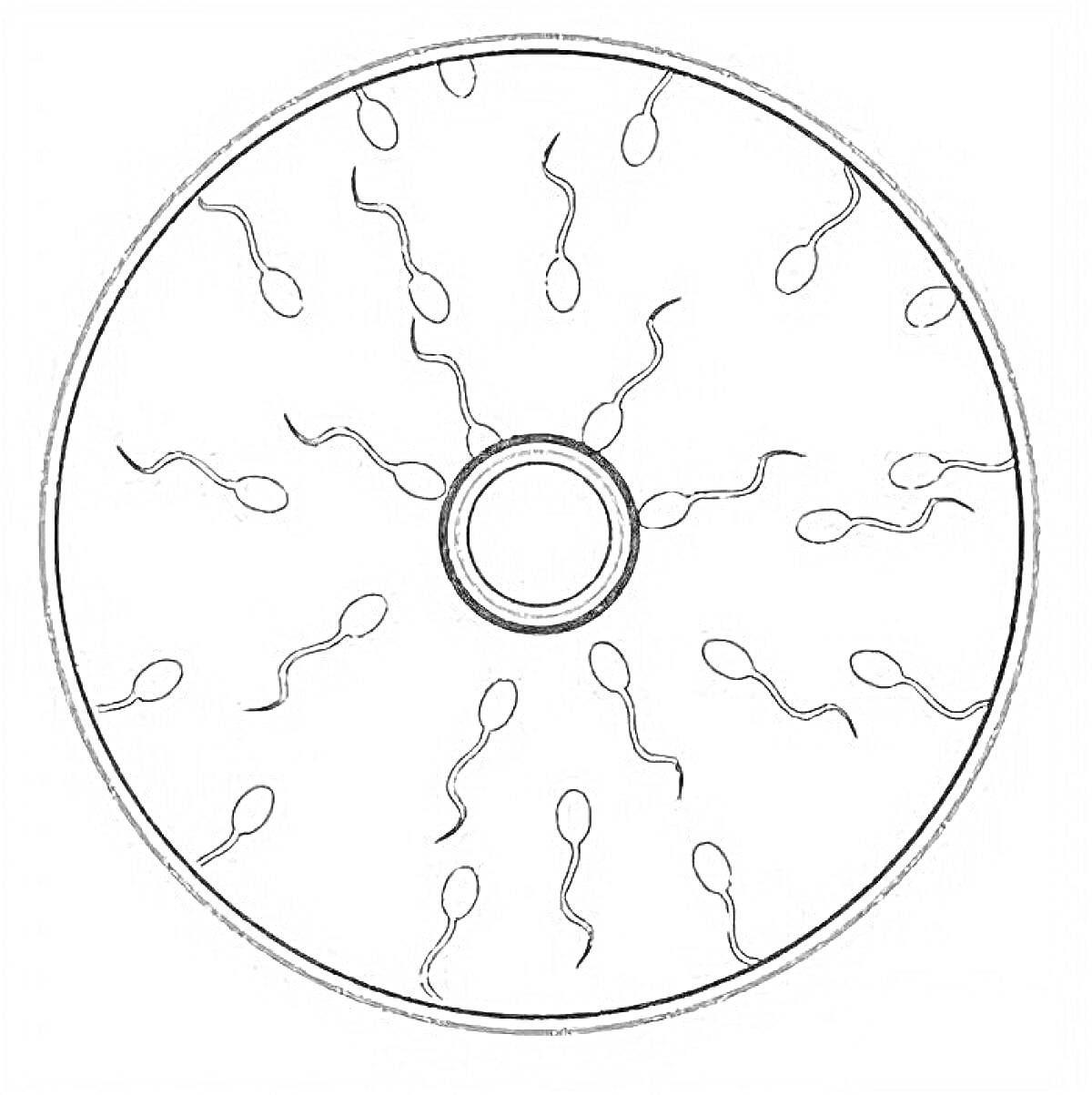 На раскраске изображено: 