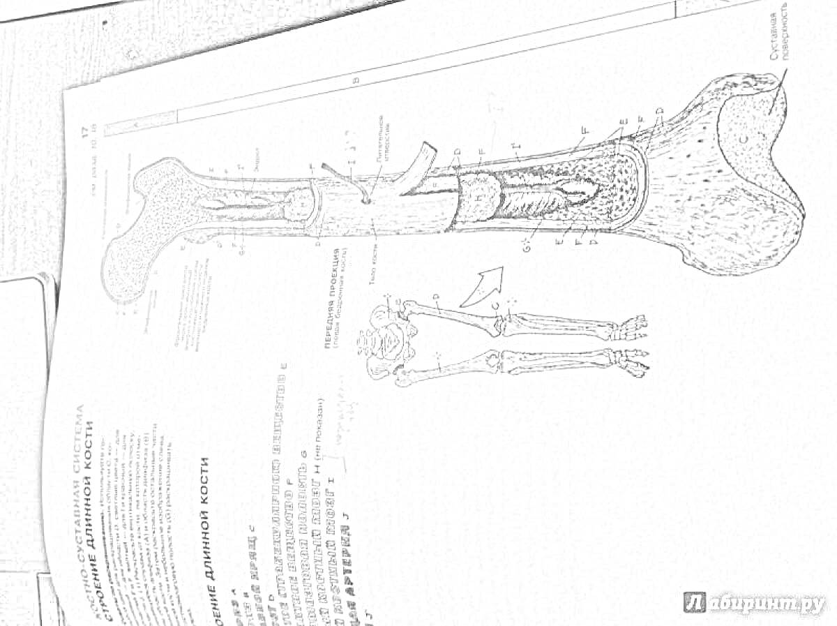 Раскраска Разрез длинной кости с изображением внутренних структур, включая надкостницу, костно-мозговую полость и корковое вещество