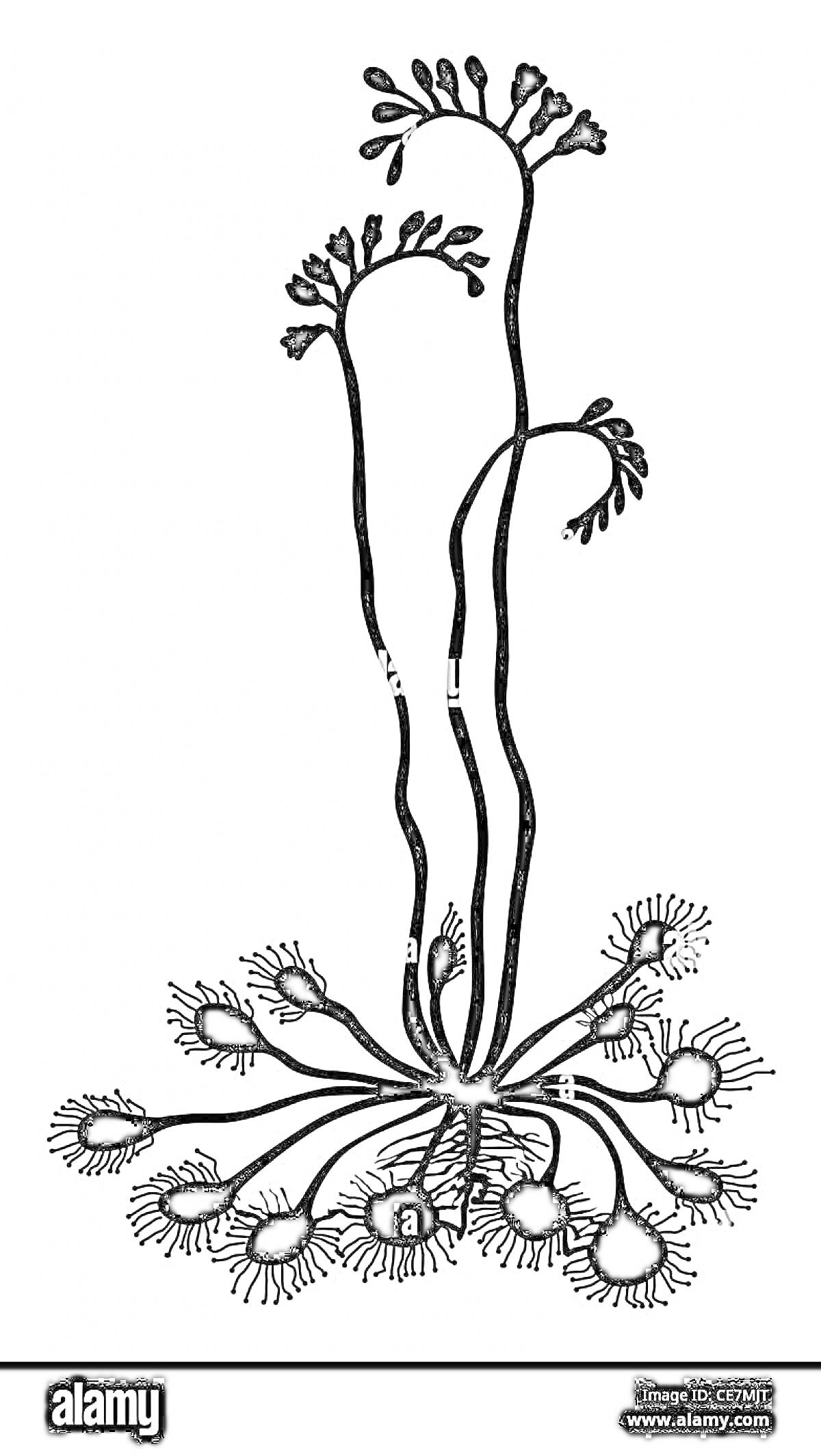 Раскраска Раскраска росянки с цветоносами и листьями