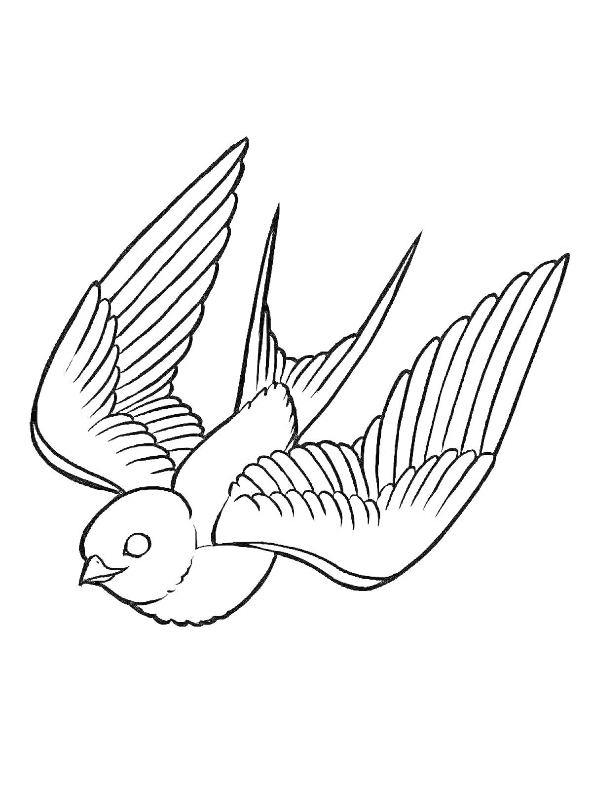 Раскраска стрижа с расправленными крыльями