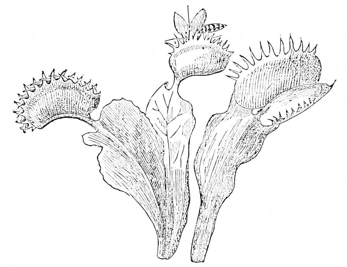 На раскраске изображено: Венерина мухоловка, Листья, Муха, Хищное растение, Насекомое, Ботаника, Природа